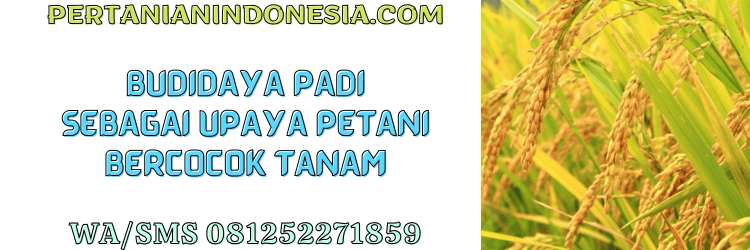 budidaya,budidaya padi,bercocok tanam,pertanian,pertanian indonesia